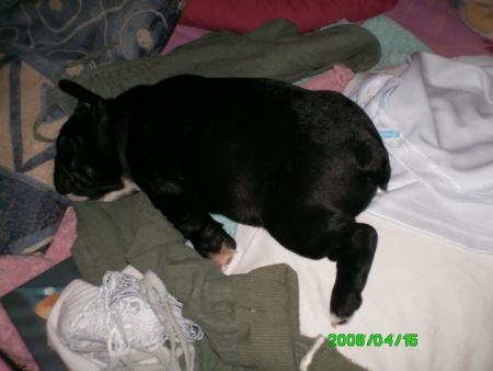 la vie de chien c vraiment trop compliquer n est ce pas douchka!!!!!
