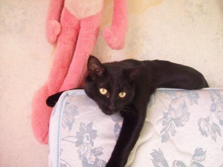 mon chat baghera