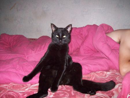 bagheera en mode baba cool